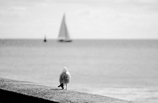 The Bird And The Sea