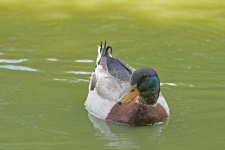 Mallard On A Pond