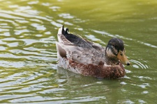Mallard On The Pond