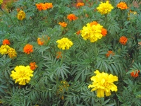 Marigolds In A Garden