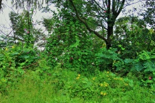Overgrown Trees And Weeds