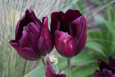 Pair Of Tulips