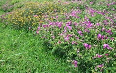 Patch Of Wild Growing Flowers