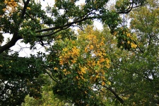 Patches Of Yellow Leaves