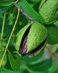 Pecan Nut With Opening Husk