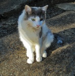 Ragdoll Cat With Green Eyes