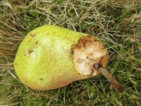 Rotten Pear