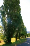 Row Of Lombardi Poplar Trees