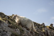 Sheep On Mountain