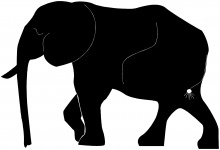 Silhouette Of An Animal