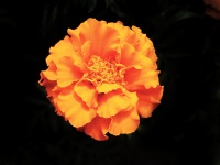 Single Orange Gold Marigold