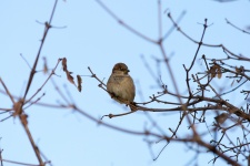 Sparrow In The Tree