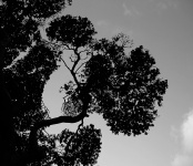 Stylish Tree Branches In Silhouette