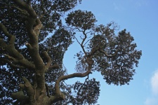 Stylish Tree Branches