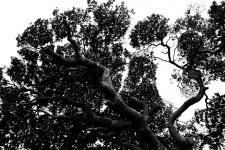 Stylish Tree In Black And White