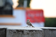 Tiny Tots Sparrow
