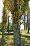 Trunk And Leaves Of Poplar Trees