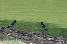 Two Blacksmith Lapwing Plovers