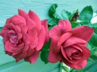 Two Red Roses