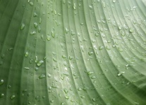 Water Droplets On Banana Leaf
