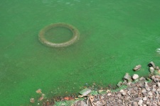 Water Polluted With Algae & Tyre