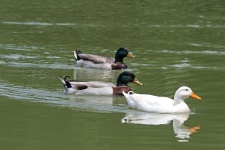 White Duck And Mallards