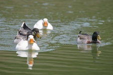 White Duck In The Lead
