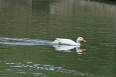 White Duck On The Water