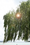 Willow Over Dam With Lens Flare