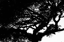 Windtorn Seaside Tree Silhouette