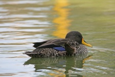 Yellow-billed Duck On Water