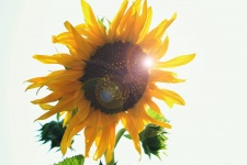 Yellow Sunflower With Lens Flare