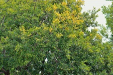 Yellowing Yellow Stinkwood Leaves