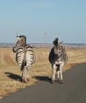 Zebra On The Road