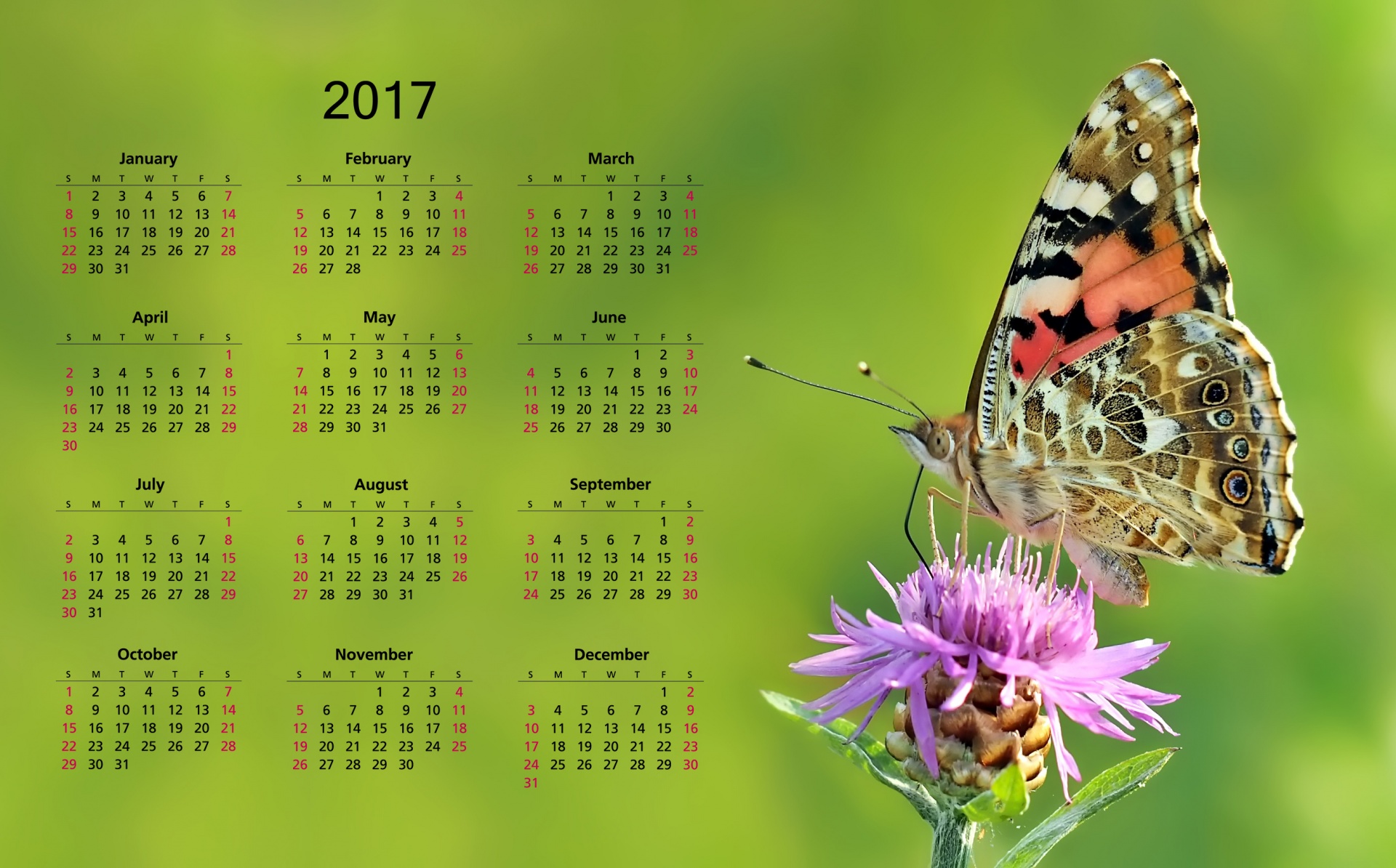 2017 Calendar With Butterfly