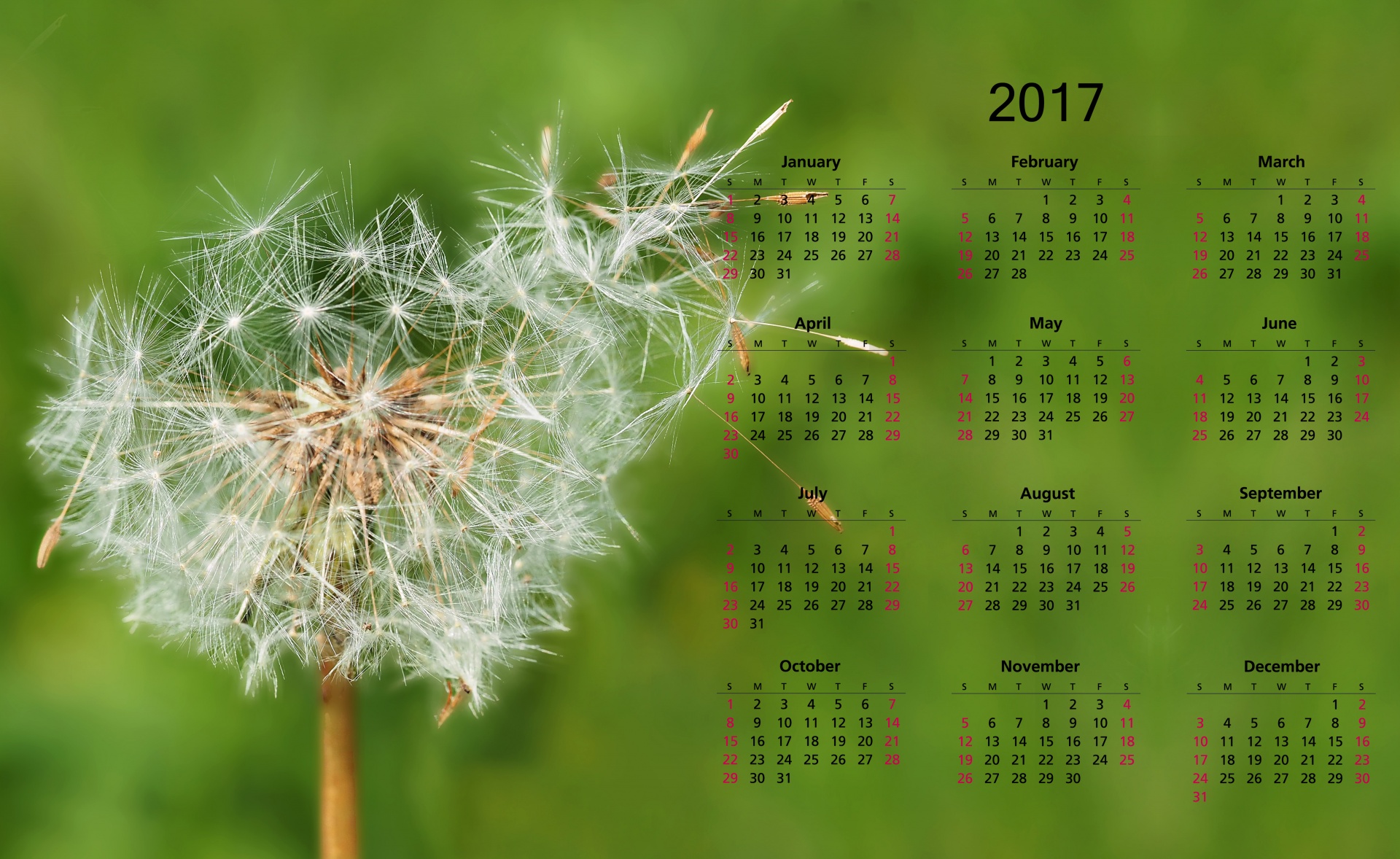 2017 Calendar With Dandelion