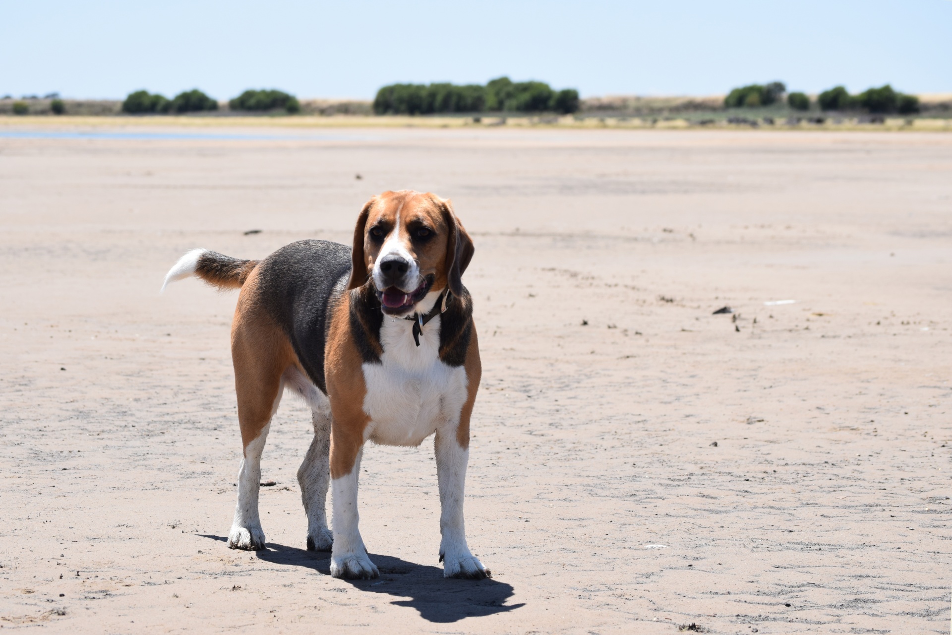 Big Beagle Dog