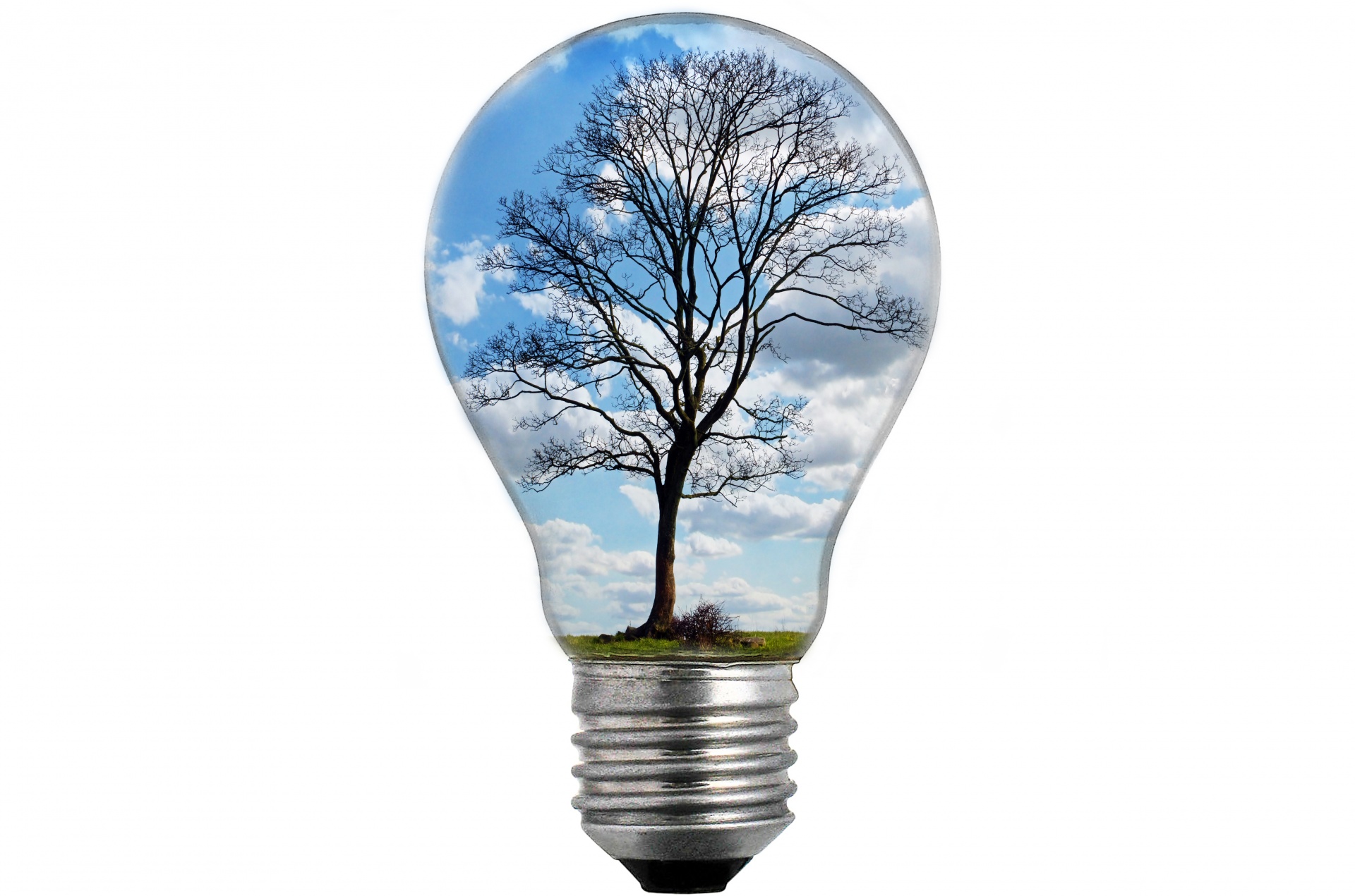 Bulb light with tree without leaves inside isolated on white background
