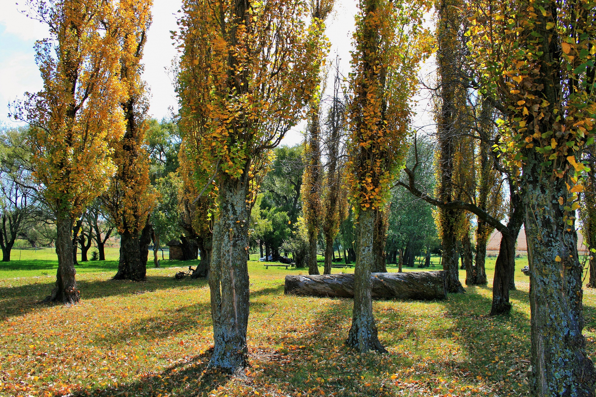 Clump Of Poplar Trees