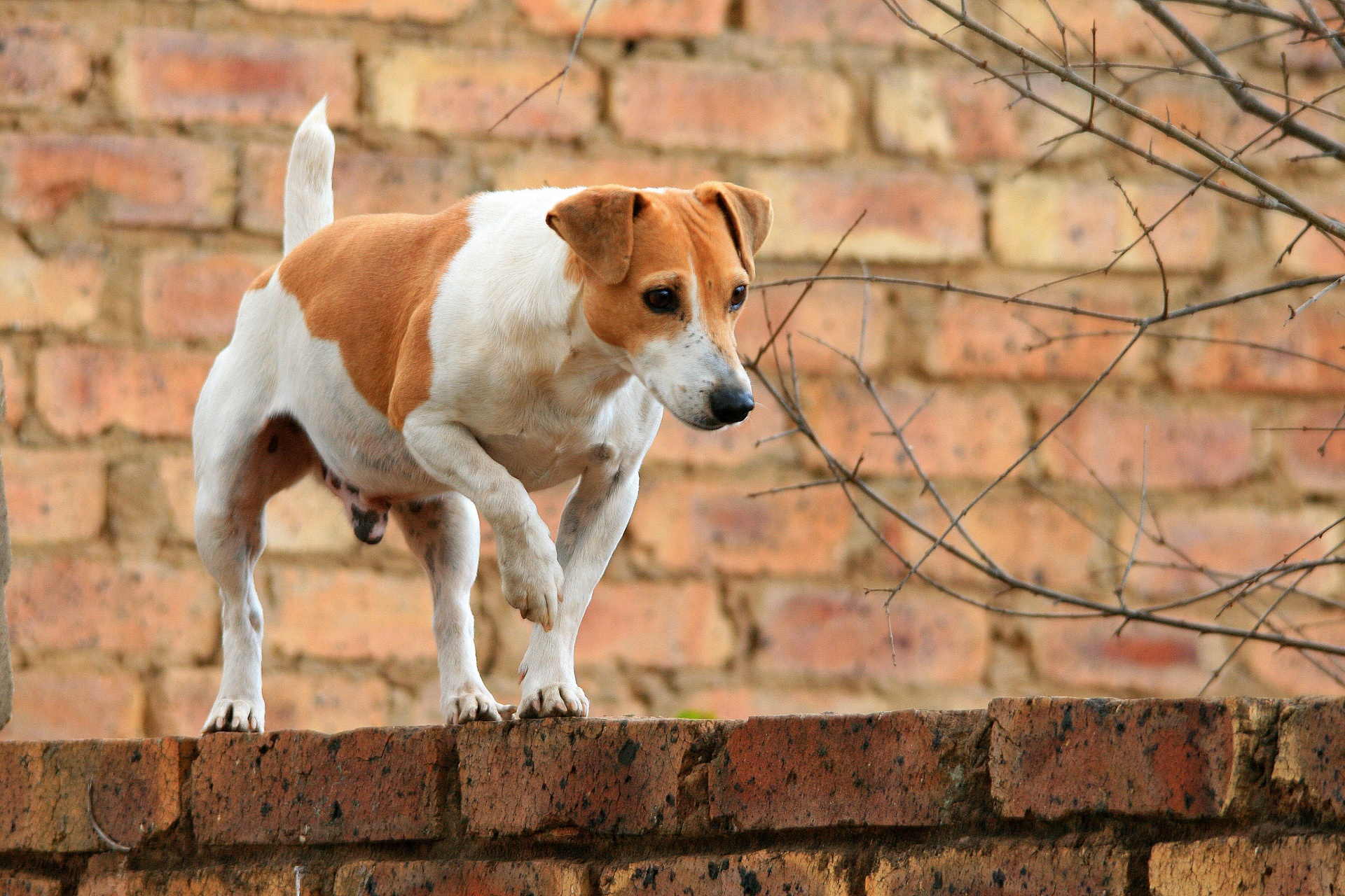 curious-dog-on-wall-free-stock-photo-public-domain-pictures