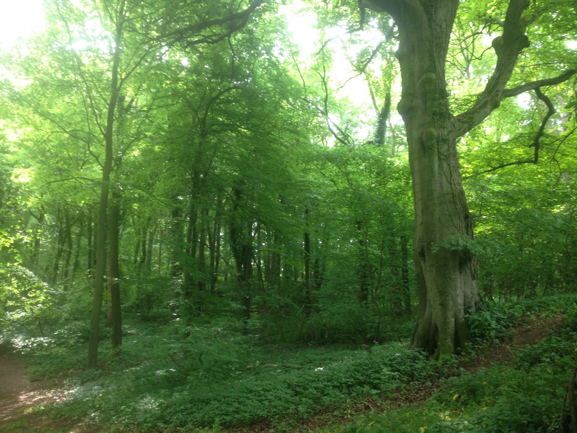 Forest In Oxfordshire