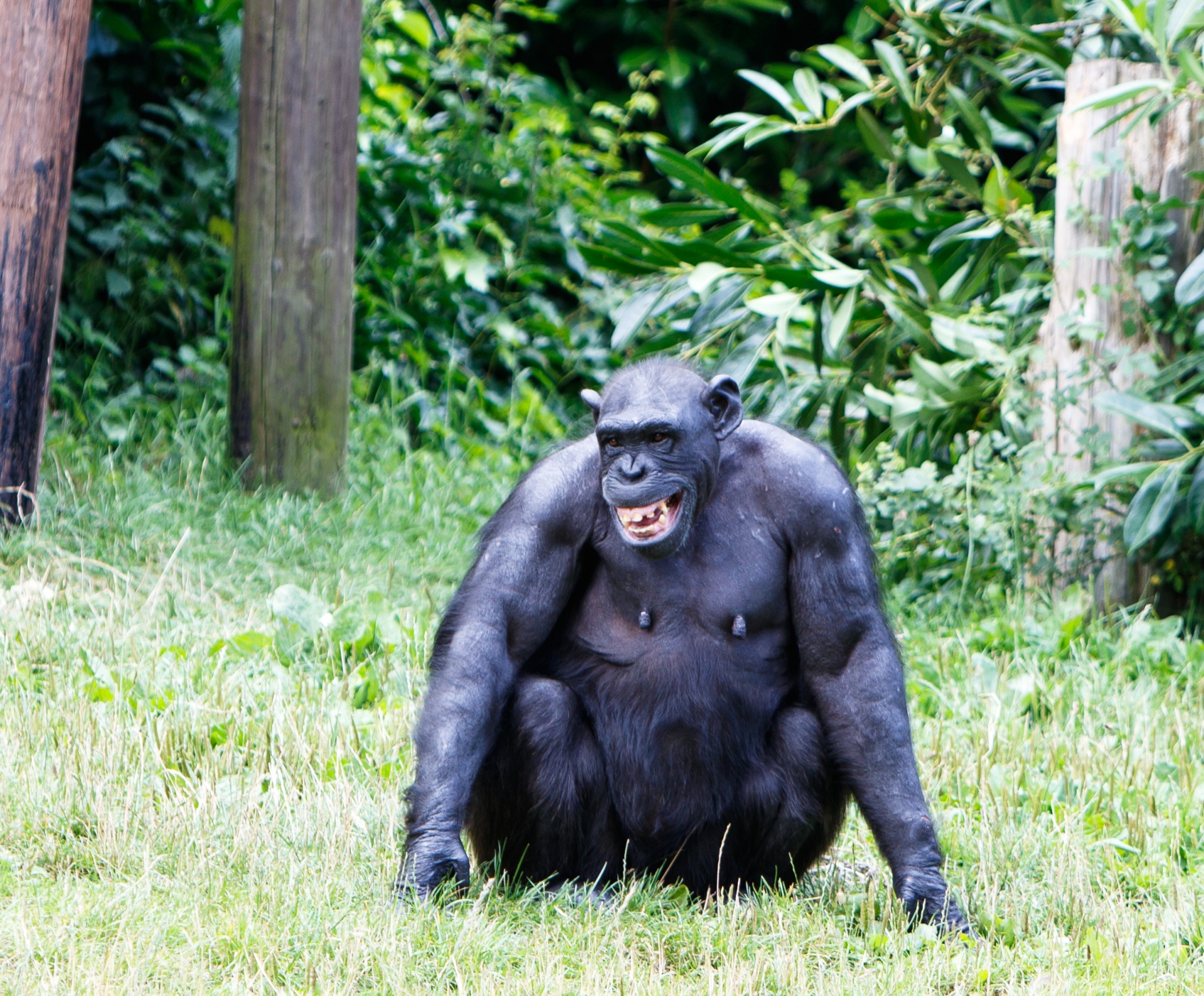 Happy, laughing chimp sitting on the grass