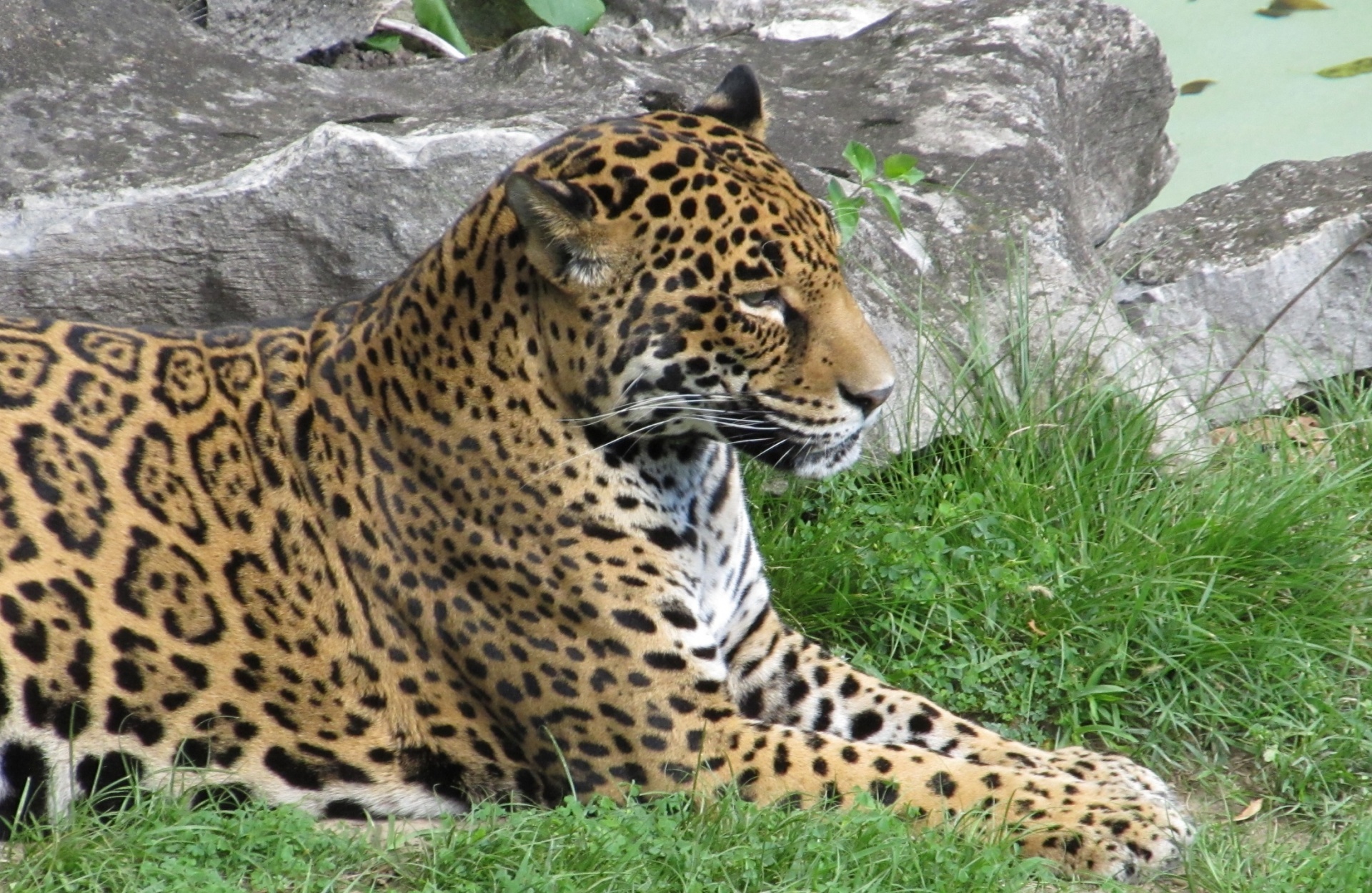 Close up view of a jaguar relaxing