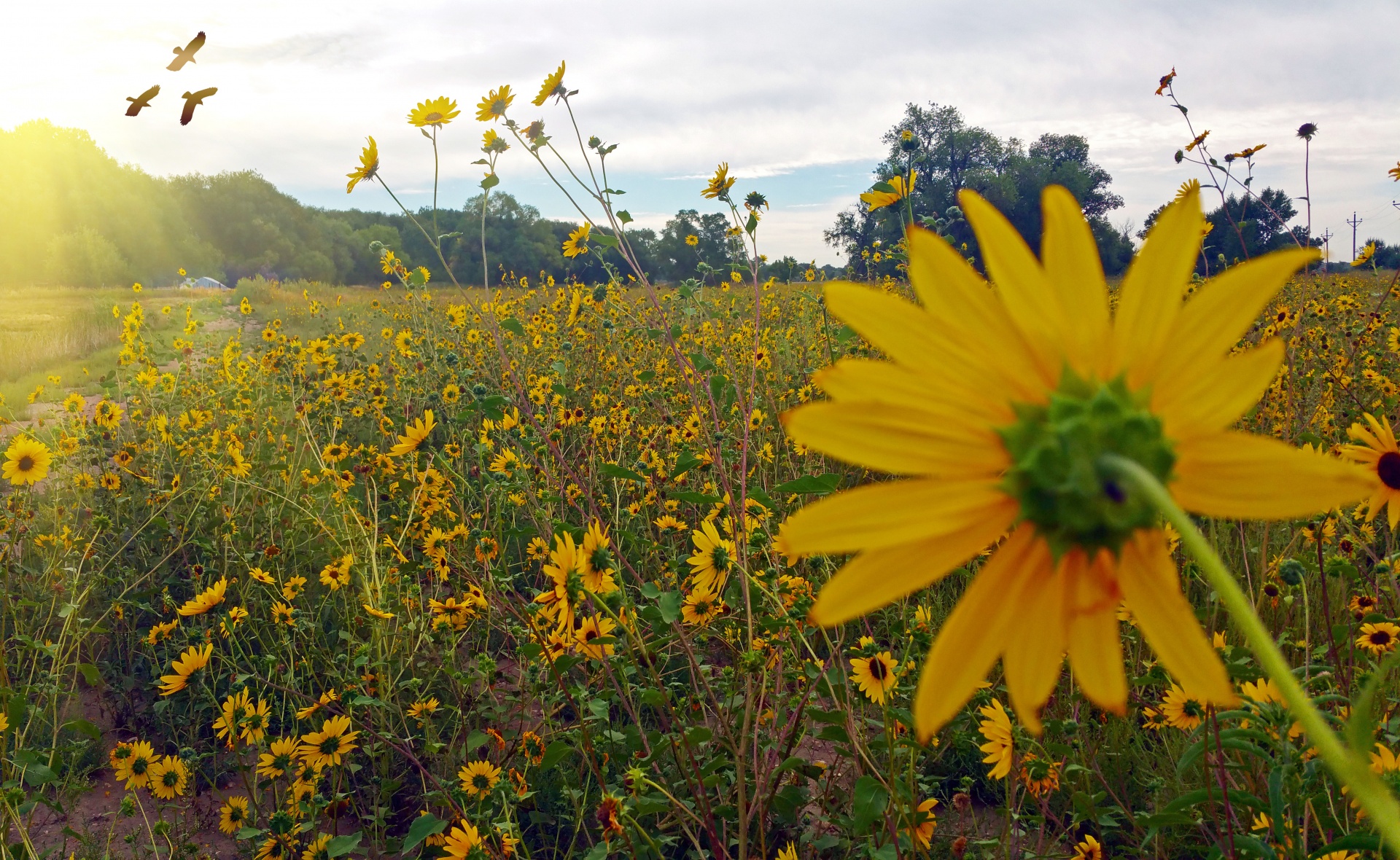 Abandoned historic ranch now covered in wild sunflowers under the hundred year old oaks