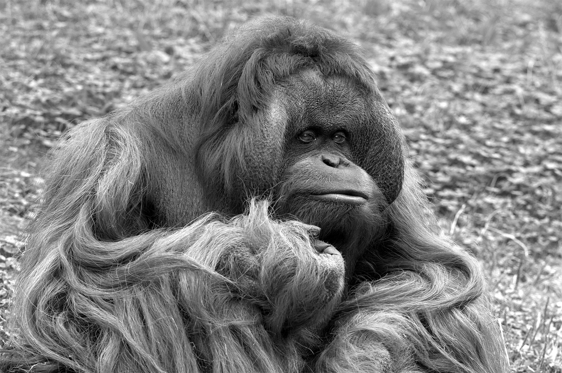 Orangutan In Black And White