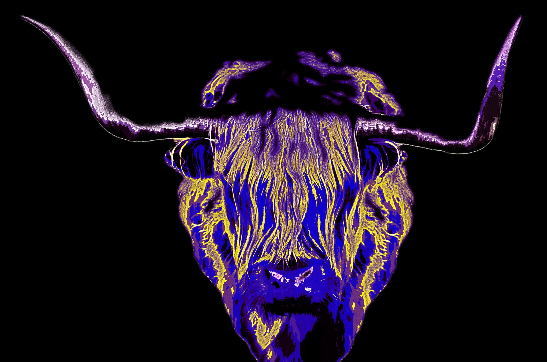 Painting Of a Highland Cow on black background