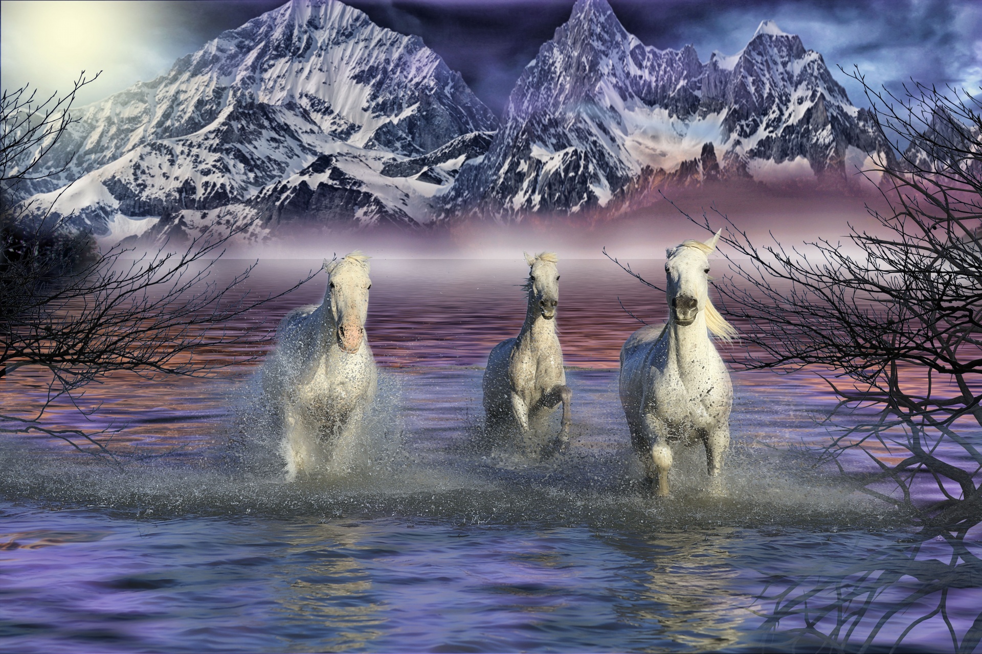 Horses In Water Free Stock Photo - Public Domain Pictures