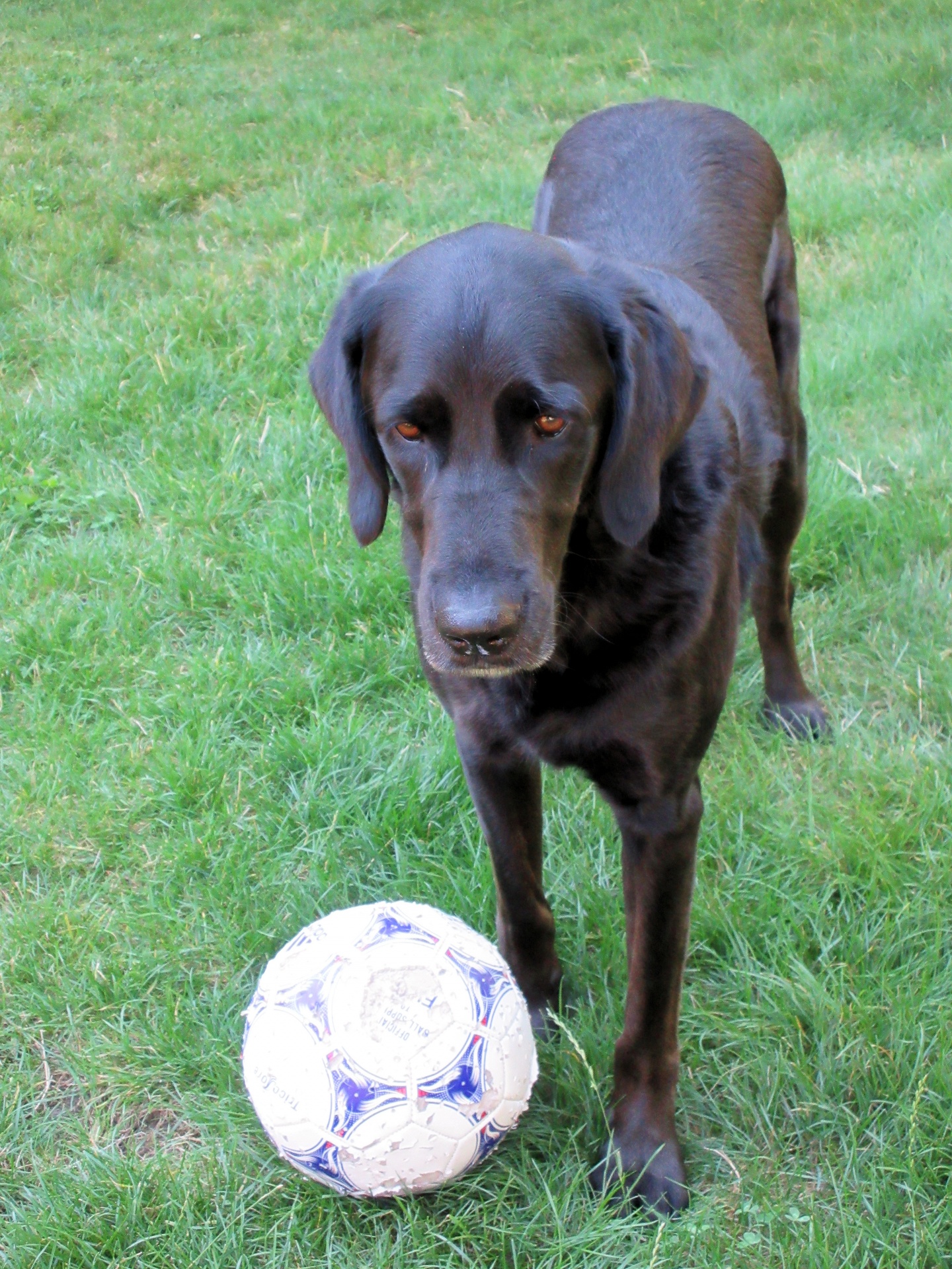 black dog playing soccer