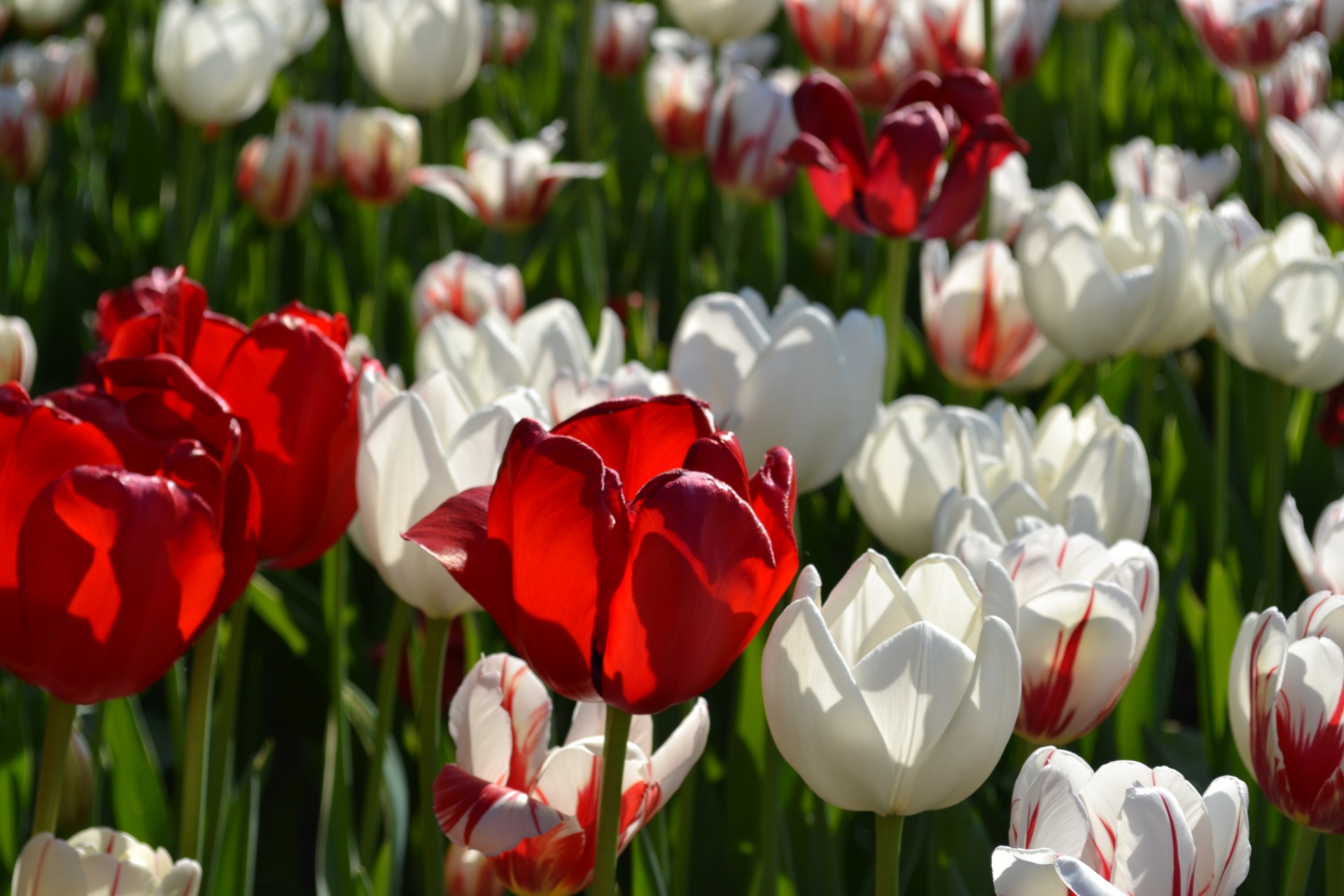Red And White Tulips Free Stock Photo Public Domain Pictures