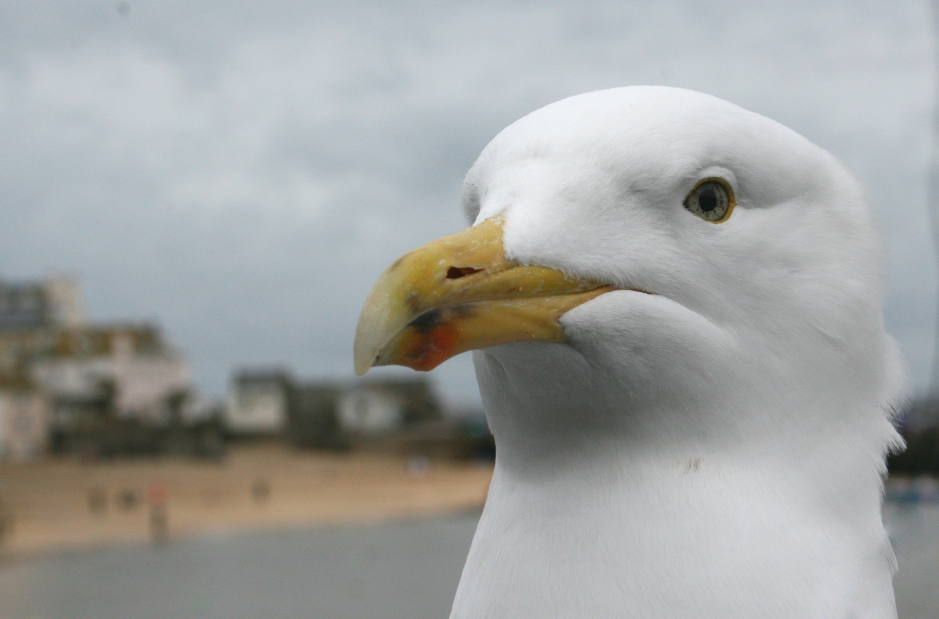 Close-up of a seagull against a blurred-out seaside background